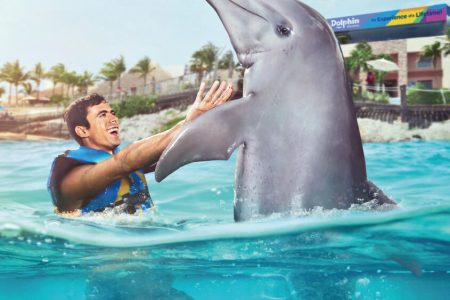 Dolphins & Catamaran