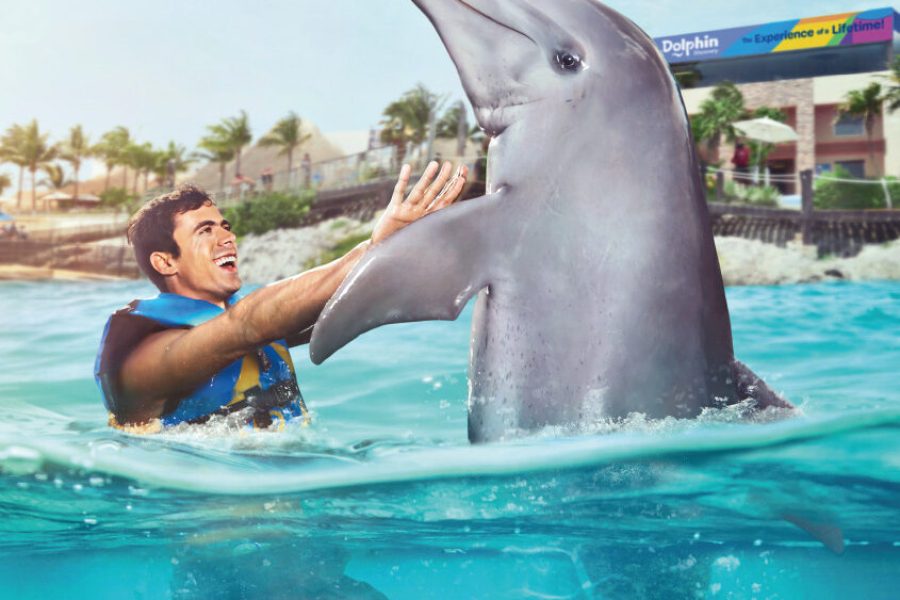 Dolphins & Catamaran